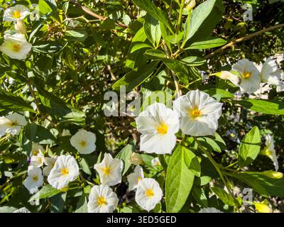 Solanum rantonnetii Pflanze, weiße Blüten mit gelben Staubblättern, hellgrüne Blätter aus der Nähe. Kartoffelbusch, Weißer Charles oder Lycianthes rantonnetii Stockfoto