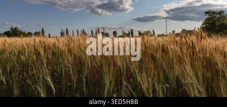 Weizenfeldlandschaft mit Traktorspuren reife goldene Getreideohren und blauer Himmelhintergrund. Stockfoto