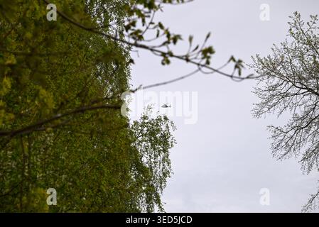 Einfacher Hubschrauber über Bäumen. Blaue Hubschraubersilhouette, die über Bäume fliegt. Stockfoto