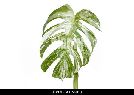 Blatt der tropischen „Monstera deliciosa variegata“-Zimmerpflanze mit weißen Flecken auf weißem Hintergrund Stockfoto