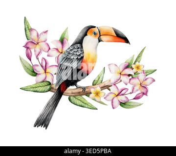 Toco Toucan auf realistisch blühendem Frangipani-Blumenbaum. Aquarell handgezeichnete tropische Plumeria-Pflanze. Isolierte botanische Illustration auf Stockfoto