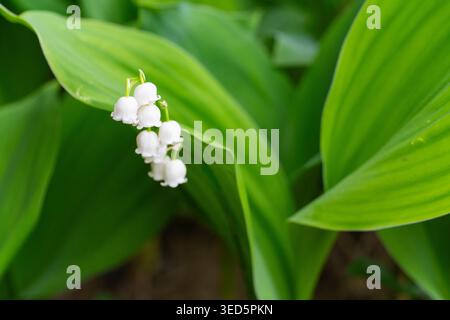Nahaufnahme der Lily of the Valley mit zarten weißen Glockenblüten und glatten grünen Blättern, die Frühlingsblüte, Reinheit und natürliche Eleganz symbolisieren Stockfoto
