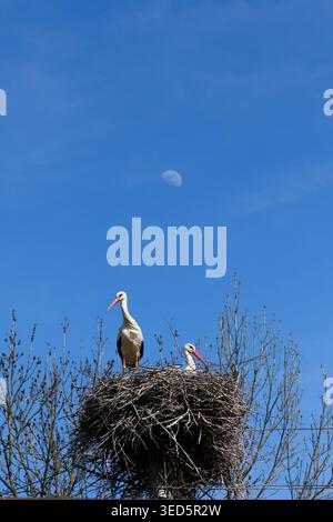 Frühlingsszene mit Störchen am Himmel. Ruhige ländliche Landschaft mit Störchen und offenem blauem Himmel Stockfoto