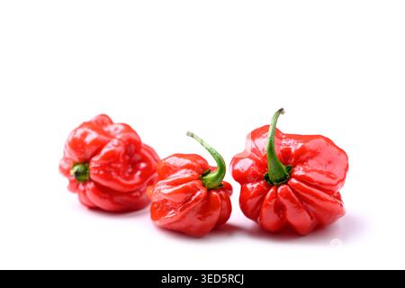 Gruppe von roten Habanero-Paprika isoliert auf weißem Hintergrund, einfache Zusammensetzung. Heiße Chili, frische Bio-Produkte, minimalistischer Stil Stockfoto