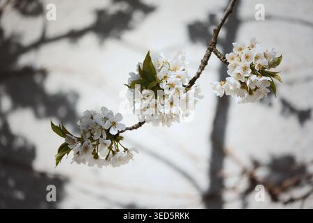 Zarte weiße Kirschblüten auf dem Zweig, weiche Schatten auf strukturierten Wänden, knackige Blütenblätter und frische grüne Blätter, minimalistische botanische Studien Stockfoto