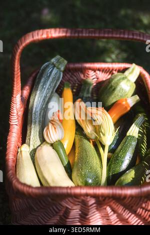 Nahaufnahme eines Korbkörpers gefüllt mit frischen Zucchini und Kürbis. Ästhetische Lebensmittelfotografie Stockfoto