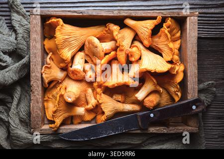 Pfifferlinge auf rustikalem Holztablett mit Messer. Bio-Lebensmittel, Waldpilze, Herbstkochen Stockfoto