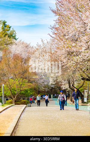 Suwon Südkorea April 12 2026 Fußgänger, die während der Frühjahrssaison auf Kirschblüten gesäumten Wegen mit Blütenblättern auf dem Boden spazieren gehen Suwon South Kor Stockfoto