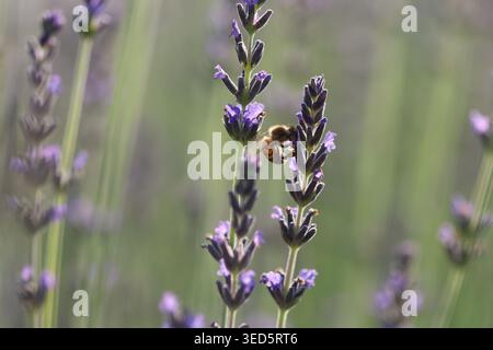 Honigbiene (APIs mellifera) sammelt Nektar auf lila Lavendelblüten auf einer sonnigen Frühlingswiese Stockfoto