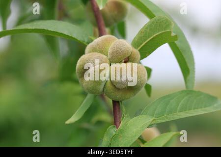 Nahaufnahme der Reifen Saturn Donut Pfirsiche (Prunus persica f. compressa), die an einem Baumzweig mit grünen Blättern in einem Obstgarten hängen Stockfoto
