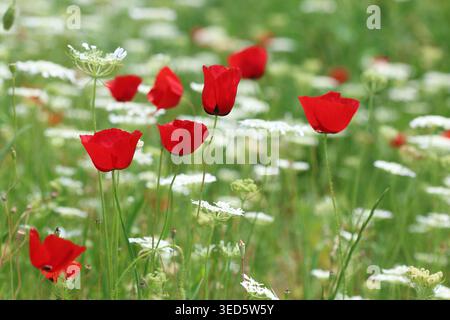 Leuchtend roter Mohn (Papaver rhoeas), der zwischen weißen Wildblumen auf einer Frühlingswiese blüht Stockfoto