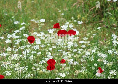 Leuchtend roter Mohn (Papaver rhoeas), der zwischen weißen Wildblumen auf einer Frühlingswiese blüht Stockfoto