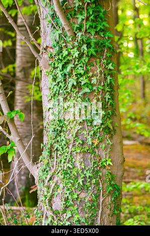 Nahaufnahme eines Baumstamms, bedeckt mit leuchtend grünen Efeublättern in einem sonnendurchfluteten Wald Stockfoto