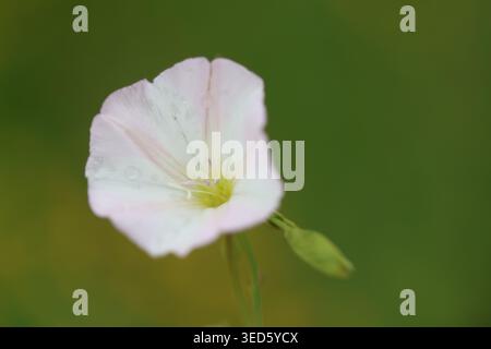 Nahaufnahme von Feldblumen (Convolvulus arvensis) und pfeilförmigen Blättern in einer Frühlingswiese Stockfoto