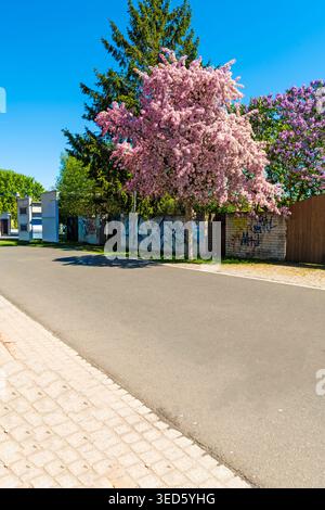 Werder (Havel), Brandenburg, 02. Mai 2026: Blühender Kirschbaum neben einer Straße mit Graffiti-bewachsener Mauer im Frühling. Stockfoto