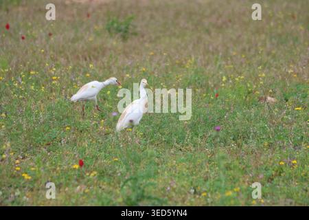 Rinderreiher (Bubulcus ibis) auf einer lebhaften Frühlingswiese mit Wildblumen und wunderschönem Bokeh im Vordergrund Stockfoto