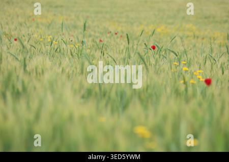 Sanfter Fokus auf wilden roten Mohnblumen und gelben Blumen, die in einem üppigen grünen Weizenfeld blühen Stockfoto