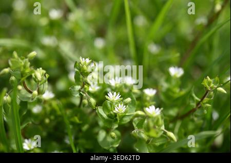 Eine Gruppe von gewöhnlichem Kicherkraut mit kleinen weißen Blüten. Im Frühjahr wächst Stellaria Media in der Natur. Stockfoto