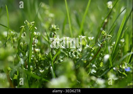 Eine Gruppe von gewöhnlichem Kicherkraut mit kleinen weißen Blüten. Im Frühjahr wächst Stellaria Media in der Natur. Stockfoto