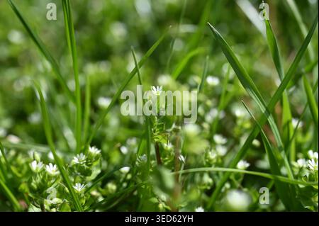 Eine Gruppe von gewöhnlichem Kicherkraut mit kleinen weißen Blüten. Im Frühjahr wächst Stellaria Media in der Natur. Stockfoto