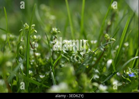 Eine Gruppe von gewöhnlichem Kicherkraut mit kleinen weißen Blüten. Im Frühjahr wächst Stellaria Media in der Natur. Stockfoto