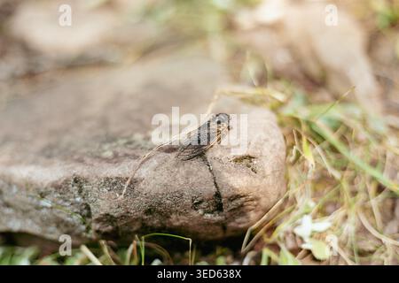 Die Zikada sitzt auf einem warmen Felsen in der Sonne Stockfoto