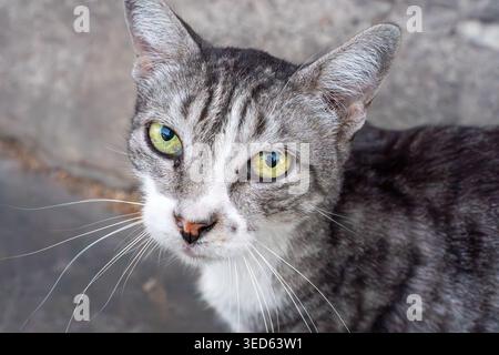 Graue Tabby-Katze auf der Straße Stockfoto