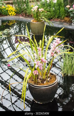 Lebendige Orchideen blühen in Töpfen und spiegeln sich im ruhigen Wasser des Garden Pond Stockfoto