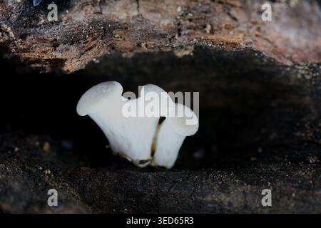 Weiße Pilze wachsen auf dunklem Holz Stockfoto