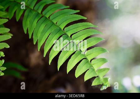 Lebendige grüne Farnfront in der Natur Stockfoto