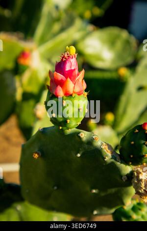 Leuchtender Kaktuskaktus mit blühenden rosa Knospen im Sonnenlicht Stockfoto