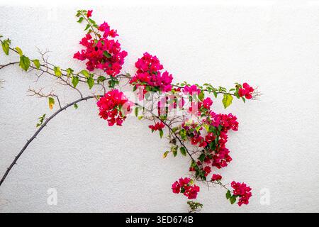 Leuchtend rosafarbene Bougainvillea, die gegen eine saubere weiße Wand klettert Stockfoto
