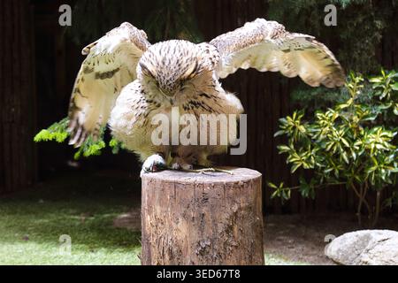 Eine eurasische Uhu (Bubo bubo) thronte auf einem Baumstumpf mit weit ausgebreiteten Flügeln und zeigte ihr braunes und cremefarbenes Gefieder Stockfoto