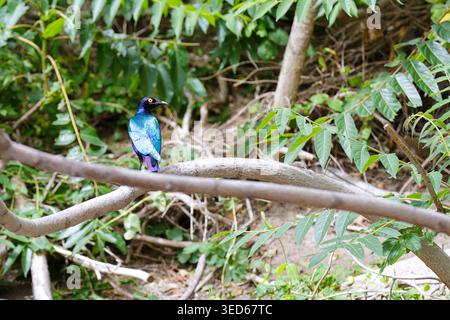 Ein violetter Hochglanzstern (Lamprotornis purpureus), der auf einem verwitterten Baumstumpf thront Stockfoto
