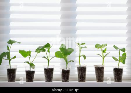 Die Sämlinge der Gurken im Topf auf der Fensterbank. Gemüse im Boden zu Hause anbauen. Stockfoto
