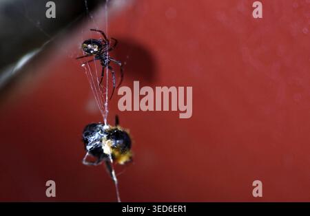Natur 04.05.2026, Ostramondra, Spinne / Maennchen der Falschen Witwe Steatoda paykulliana umspinnt ihre Beute, eine Hummel Bombus *** Natur 04 05 2026, Ostramondra, männliche Spinnin der falschen Witwe Steatoda paykulliana, die sich um ihre Beute dreht, eine Hummel Bombus Stockfoto