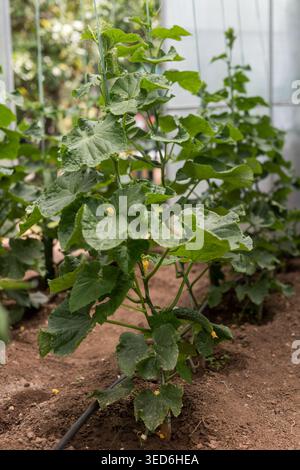 Gurkenpflanzen, die in einem kontrollierten Gewächshaus angebaut werden und für ökologischen Landbau, Nachhaltigkeit und umweltfreundliche Nahrungsmittelerzeugung stehen. Stockfoto