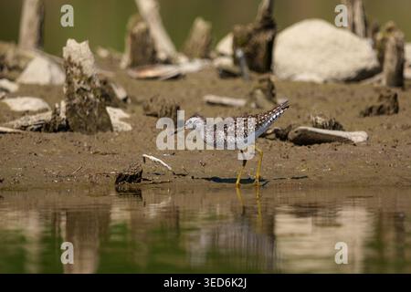 Holzsandpiper, der in seichten Gewässern am Flussufer auf der Suche ist Stockfoto