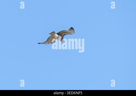 Ein Niedrigwinkelschuss eines Kurzzehenadlers (Circaetus gallicus), der mit den Flügeln flattert und gegen einen klaren blauen Himmel durch die Luft schwingt. Stockfoto