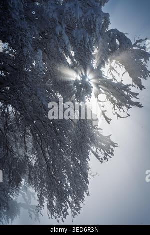 Dieses dramatische, nach oben gerichtete Foto fängt intensives Sonnenlicht ein, das durch ein dichtes Baldachin aus schneebedeckten Ästen in den Schweizer Alpen strahlt. Das Visib Stockfoto