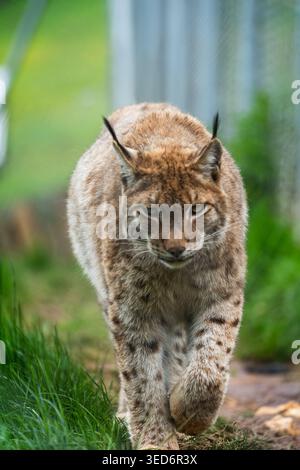 Diese fesselnde Nahaufnahme fängt einen kräftigen Luchs mitten im Schritt ein, der sich durch üppiges, grünes Laub bewegt. Sein markanter, wacher Blick und sattes Braun-gre Stockfoto