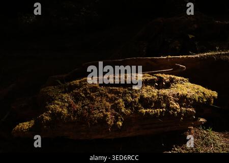 Moosbewachsenes Stück Baumrinde, das auf dem Boden im Alishan Forest Recreational Park liegt Stockfoto