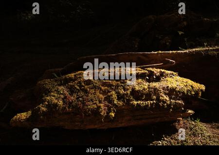 Moosbewachsenes Stück Baumrinde, das auf dem Boden im Alishan Forest Recreational Park liegt Stockfoto