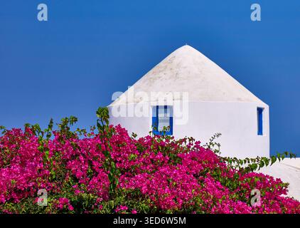 Weißes Kuppelhaus mit blauen Fenstern und rosa Bougainvillea auf Einer griechischen Insel Stockfoto