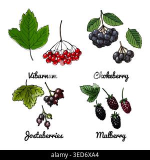 Vektor-Lebensmittel-Symbole von Beeren. Farbige Skizze von Lebensmitteln. Viburnum, Chokeberry, Jostaberries Stock Vektor