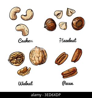 Vektornahrungssymbole von Nüssen. Farbige Skizze von Lebensmitteln. Cashew, Haselnuss Stock Vektor