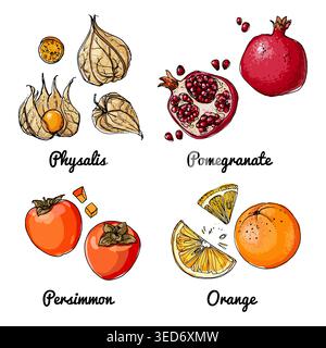 Vektor-Lebensmittel-Symbole von Früchten. Farbige Skizze von Lebensmitteln. Physalis, Granatapfel, Persimmon Stock Vektor