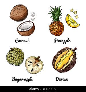 Vektor-Lebensmittel-Symbole von Früchten. Farbige Skizze von Lebensmitteln. Kokos, Ananas, Zuckerapfel Stock Vektor