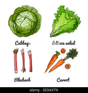 Vektor-Lebensmittel-Ikonen von Gemüse und Gewürzen, Kräutern. Farbige Skizze von Lebensmitteln. Kohl, Salat, Rhabarber Stock Vektor