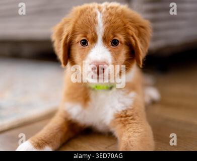 Toller Retriever-Hündchen, Das Zu Hause Auf Dem Boden Liegt Stockfoto